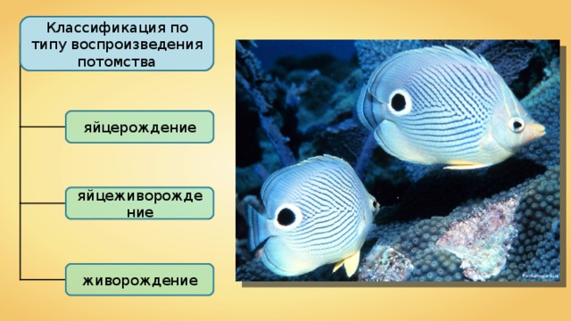 Классификация по типу воспроизведения потомства яйцерождение яйцеживорождение живорождение Factumquintus 