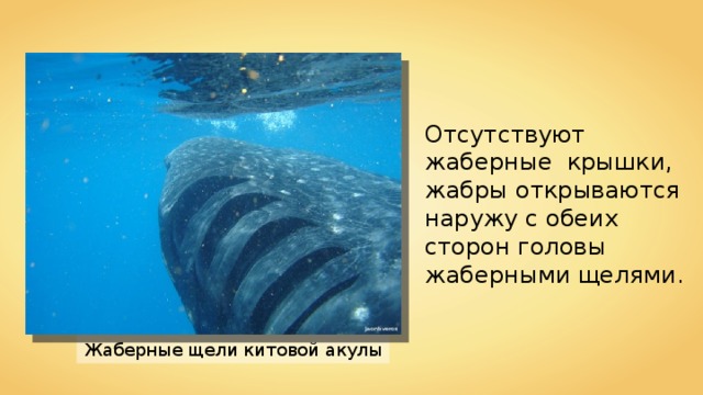 Отсутствуют жаберные крышки, жабры открываются наружу с обеих сторон головы жаберными щелями. Jaontiveros Жаберные щели китовой акулы 