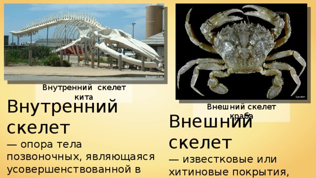Bronwen Lea Внутренний скелет кита Внутренний скелет — опора тела позвоночных, являющаяся усовершенствованной в ходе эволюции конструкцией. Lycaon Внешний скелет краба Внешний скелет  — известковые или хитиновые покрытия, которые служат опорой тела. 