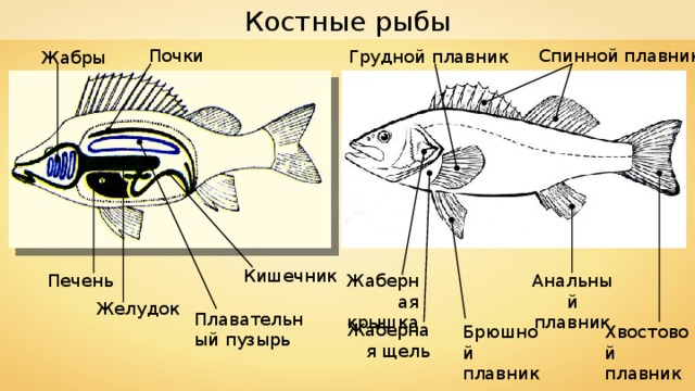Костные рыбы Спинной плавник Почки Грудной плавник Жабры Кишечник Жаберная крышка Печень Анальный плавник Желудок Плавательный пузырь Жаберная щель Хвостовой плавник Брюшной плавник 