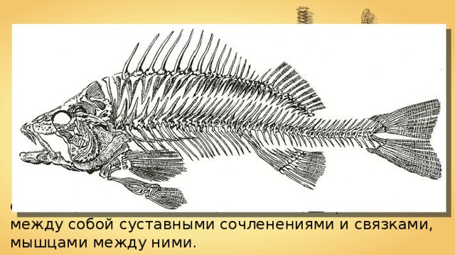 Позвоночник — несущая структура, состоящая из элементов (позвонков), скрепленных между собой суставными сочленениями и связками, мышцами между ними. 