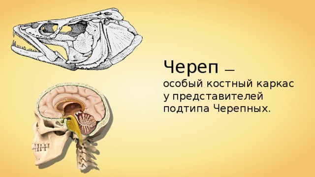 Череп — особый костный каркас у представителей подтипа Черепных. 