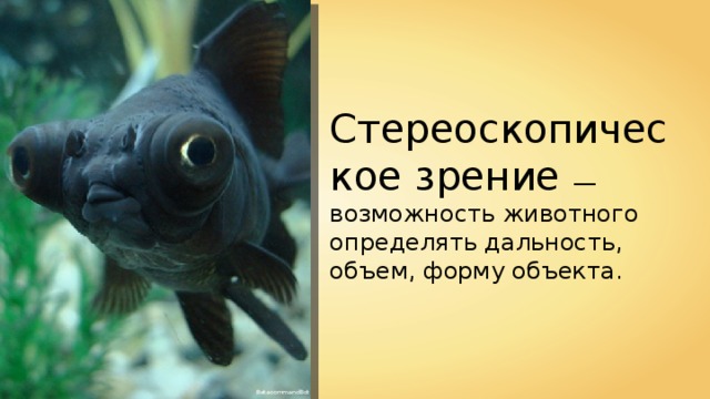 Стереоскопическое зрение — возможность животного определять дальность, объем, форму объекта. BetacommandBot 