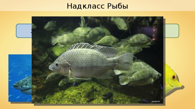 Надкласс Рыбы Хрящевые Костные Pterantula Greg5030 