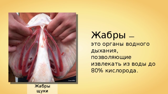 Жабры — это органы водного дыхания, позволяющие извлекать из воды до 80% кислорода. Uwe Gille Жабры щуки 