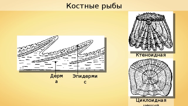 Костные рыбы Ктеноидная чешуя Дерма Эпидермис Циклоидная чешуя 