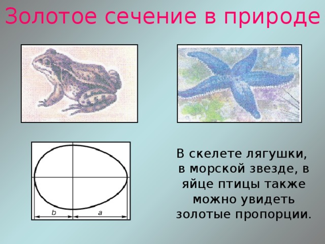 Золотое сечение в природе В скелете лягушки, в морской звезде, в яйце птицы также можно увидеть золотые пропорции. 