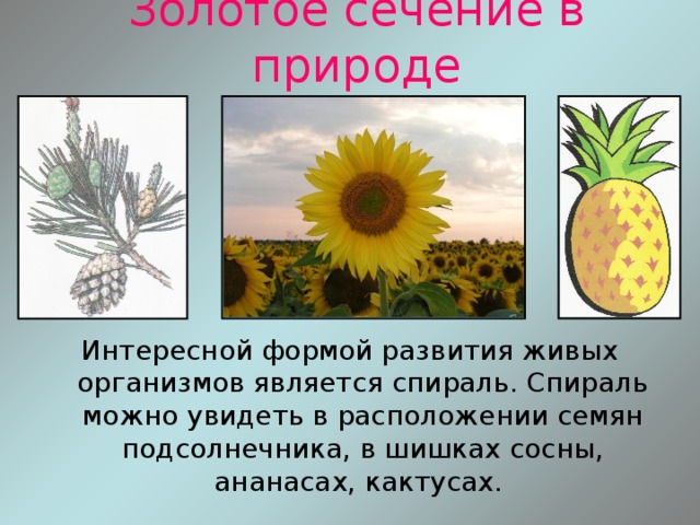 Золотое сечение в природе Интересной формой развития живых организмов является спираль. Спираль можно увидеть в расположении семян подсолнечника, в шишках сосны, ананасах, кактусах. 