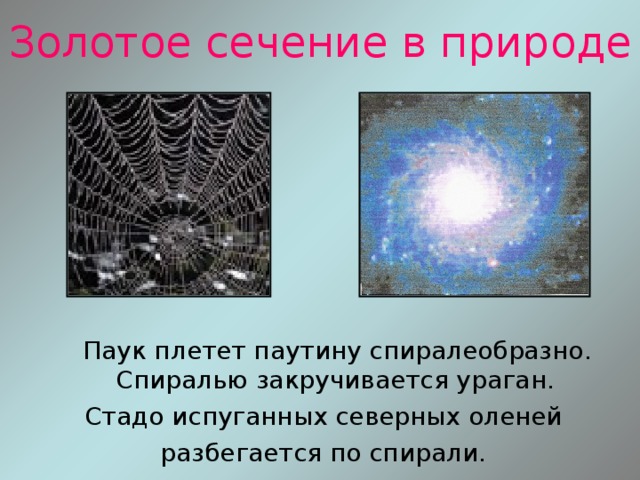 Золотое сечение в природе  Паук плетет паутину спиралеобразно. Спиралью закручивается ураган. Стадо испуганных северных оленей разбегается по спирали. 