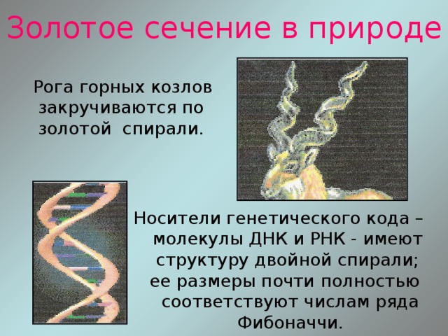 Золотое сечение в природе  Рога горных козлов  закручиваются по  золотой спирали.  Носители генетического кода –  молекулы ДНК и РНК - имеют  структуру двойной спирали;  ее размеры почти полностью  соответствуют числам ряда  Фибоначчи. 