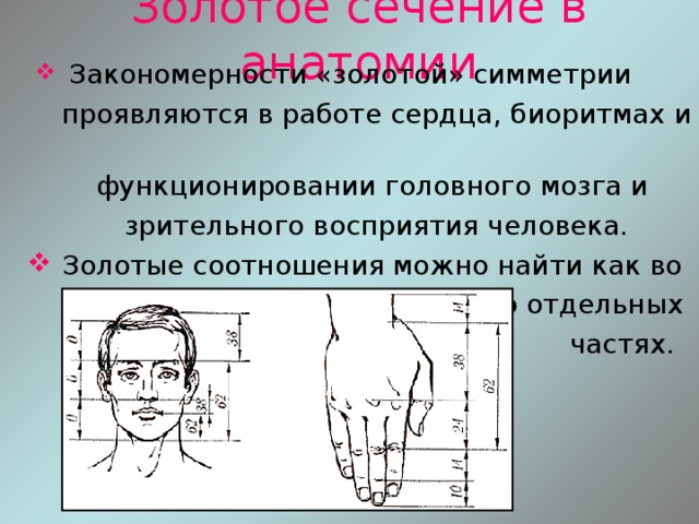 Золотое сечение в анатомии  Закономерности «золотой» симметрии  проявляются в работе сердца, биоритмах и  функционировании головного мозга и  зрительного восприятия человека.  Золотые соотношения можно найти как во  всём теле человека, так и в его отдельных  частях. 