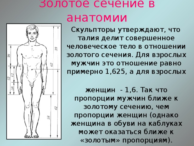 Золотое сечение в анатомии  Скульпторы утверждают, что талия делит совершенное человеческое тело в отношении золотого сечения. Для взрослых мужчин это отношение равно примерно 1,625, а для взрослых  женщин - 1,6. Так что пропорции мужчин ближе к золотому сечению, чем пропорции женщин (однако женщина в обуви на каблуках может оказаться ближе к «золотым» пропорциям). 