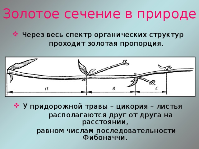 Золотое сечение в природе  Через весь спектр органических структур  проходит золотая пропорция.  У придорожной травы – цикория – листья  располагаются друг от друга на расстоянии,  равном числам последовательности Фибоначчи. 