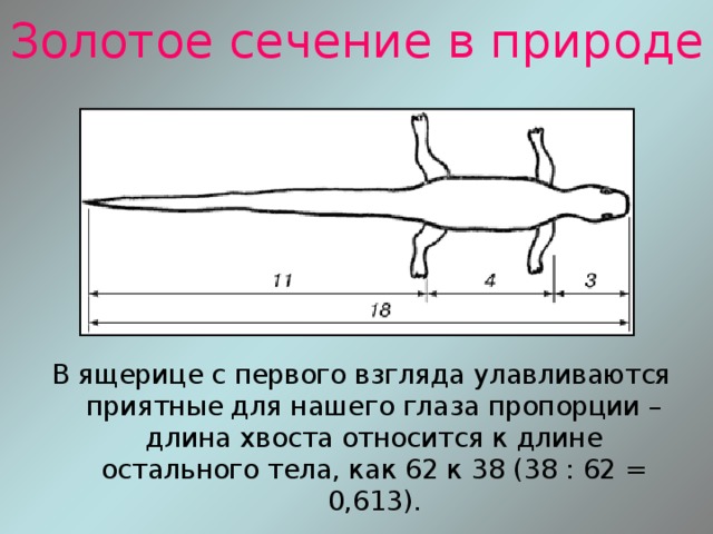 Золотое сечение в природе В ящерице с первого взгляда улавливаются приятные для нашего глаза пропорции – длина хвоста относится к длине остального тела, как 62 к 38 (38 : 62 = 0,613). 