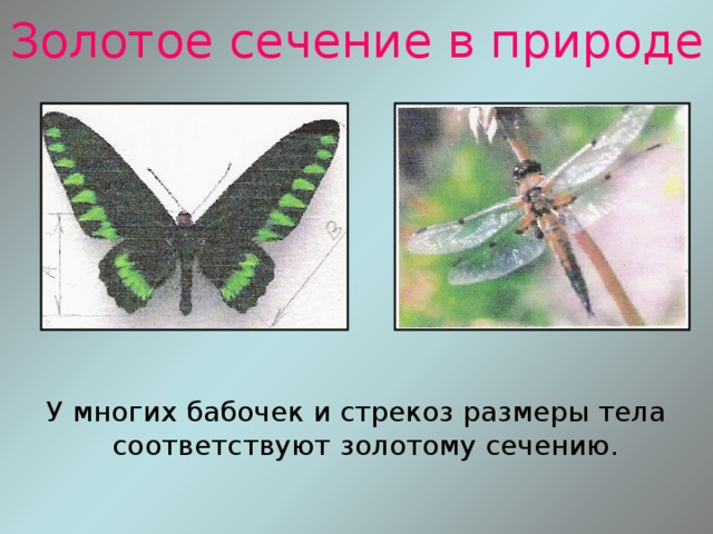 Золотое сечение в природе У многих бабочек и стрекоз размеры тела соответствуют золотому сечению. 