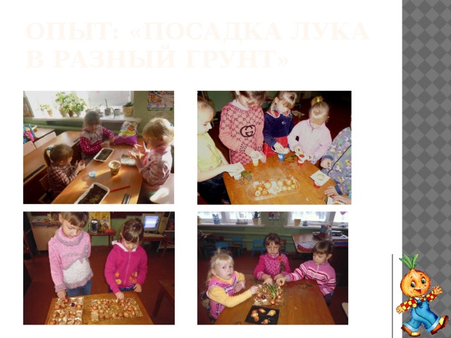 Опыт: «посадка лука в разный грунт» 