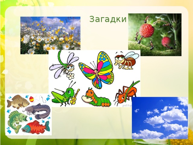 Загадки 