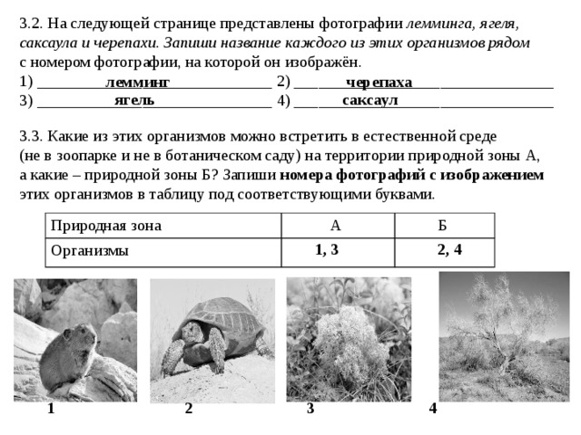 3.2. На следующей странице представлены фотографии лемминга, ягеля, саксаула и черепахи. Запиши название каждого из этих организмов рядом с номером фотографии, на которой он изображён. 1) _____________________________ 2) ________________________________ 3) _____________________________ 4) ________________________________ черепаха лемминг саксаул ягель 3.3. Какие из этих организмов можно встретить в естественной среде (не в зоопарке и не в ботаническом саду) на территории природной зоны А, а какие – природной зоны Б? Запиши номера фотографий с изображением этих организмов в таблицу под соответствующими буквами. Природная зона  Организмы  А Б 1, 3 2, 4 1 2 3 4 