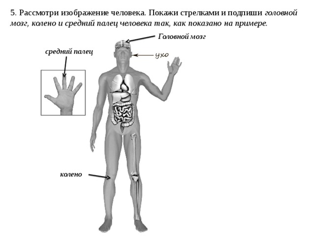 5. Рассмотри изображение человека. Покажи стрелками и подпиши головной мозг, колено и средний палец человека так, как показано на примере. Головной мозг средний палец колено 