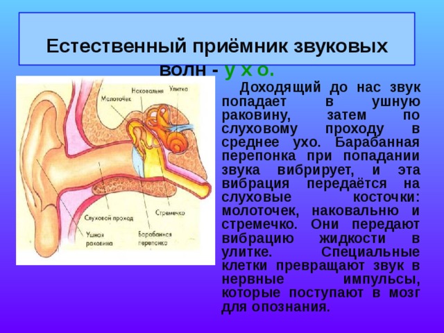  Естественный приёмник звуковых волн -  у х о.    Доходящий до нас звук попадает в ушную раковину, затем по слуховому проходу в среднее ухо. Барабанная перепонка при попадании звука вибрирует, и эта вибрация передаётся на слуховые косточки: молоточек, наковальню и стремечко. Они передают вибрацию жидкости в улитке. Специальные клетки превращают звук в нервные импульсы, которые поступают в мозг для опознания. 