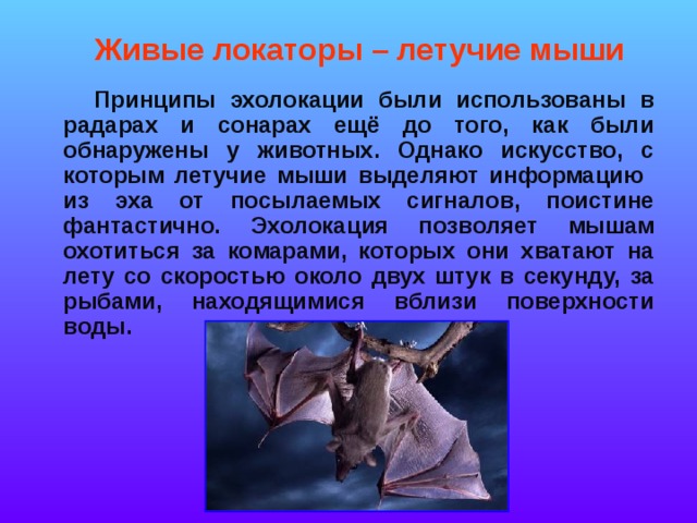 Живые локаторы – летучие мыши  Принципы эхолокации были использованы в радарах и сонарах ещё до того, как были обнаружены у животных. Однако искусство, с которым летучие мыши выделяют информацию из эха от посылаемых сигналов, поистине фантастично. Эхолокация позволяет мышам охотиться за комарами, которых они хватают на лету со скоростью около двух штук в секунду, за рыбами, находящимися вблизи поверхности воды. 