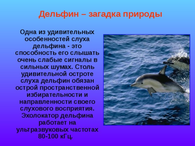 Дельфин – загадка природы  Одна из удивительных особенностей слуха дельфина - это способность его слышать очень слабые сигналы в сильных шумах. Столь удивительной остроте слуха дельфин обязан острой пространственной избирательности и направленности своего слухового восприятия. Эхолокатор дельфина работает на ультразвуковых частотах 80-100 кГц. 