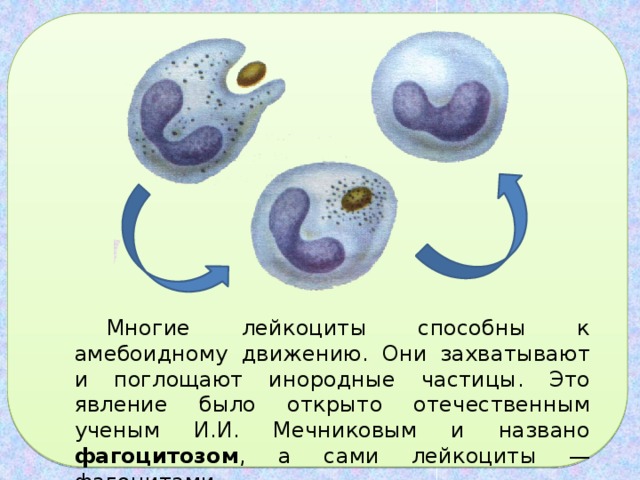 Многие лейкоциты способны к амебоидному дви­жению. Они захватывают и поглощают инородные частицы. Это явление было открыто отечественным ученым И.И. Мечниковым и названо фагоцитозом , а сами лейкоциты — фагоцитами . 