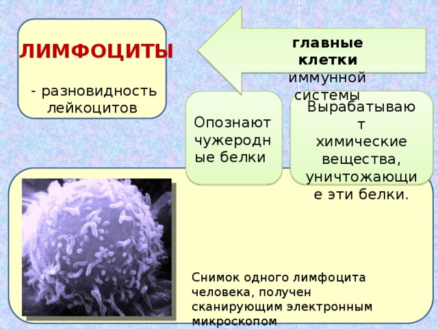 главные клетки иммунной системы ЛИМФОЦИТЫ  - разновидность лейкоцитов Вырабатывают химические вещества, уничтожающие эти белки. Опознают чужеродные белки Снимок одного лимфоцита человека, получен сканирующим электронным микроскопом 