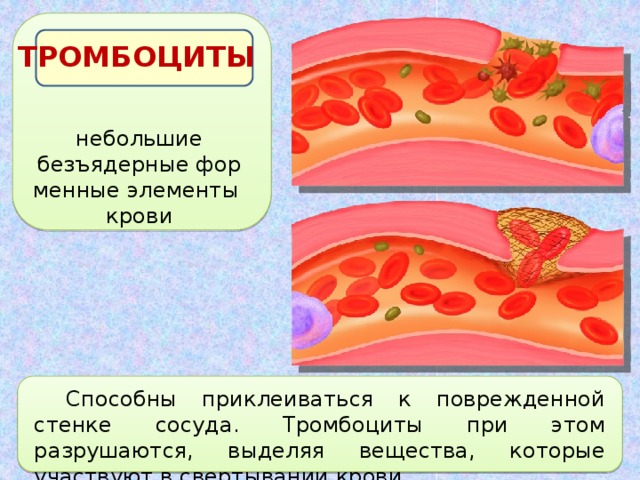 ТРОМБОЦИТЫ небольшие безъядерные фор­менные элементы крови Способны приклеиваться к поврежденной стенке сосуда. Тромбоциты при этом разрушаются, выделяя вещества, которые участвуют в свертывании крови. 