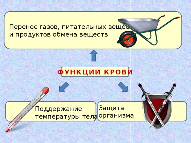 Перенос газов, питательных веществ и продуктов обмена веществ ФУНКЦИИ КРОВИ Защита организма Поддержание температуры тела 