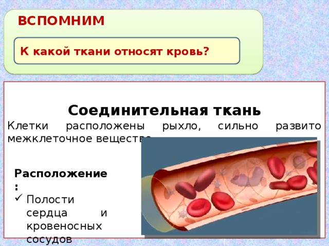 ВСПОМНИМ К какой ткани относят кровь?  Соединительная ткань Клетки расположены рыхло, сильно развито межклеточное вещество  Расположение: Полости сердца и кровеносных сосудов 