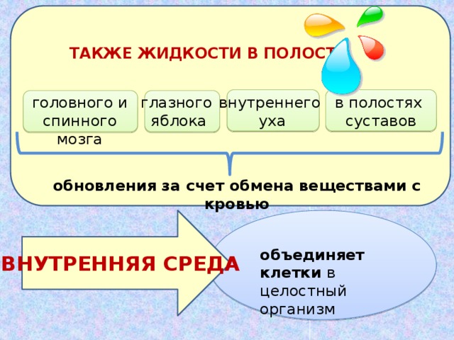 ТАКЖЕ ЖИДКОСТИ В ПОЛОСТИ в полостях внутреннего глазного головного и спинного мозга уха су­ставов яблока обновления за счет обмена веществами с кровью объединяет клетки в целостный организм ВНУТРЕННЯЯ СРЕДА 