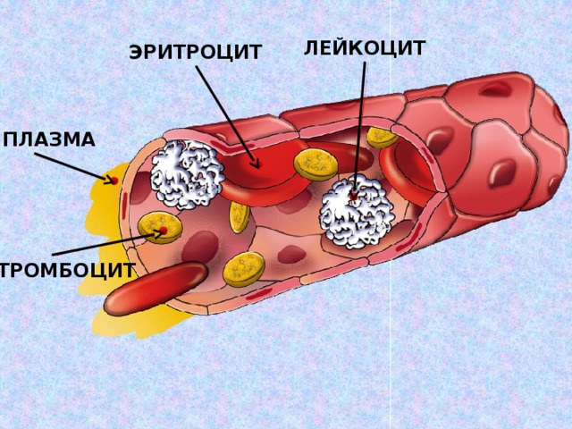 ЛЕЙКОЦИТ ЭРИТРОЦИТ ПЛАЗМА ТРОМБОЦИТ 