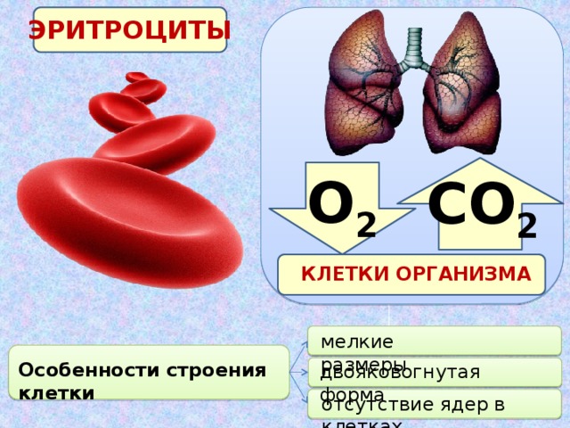 ЭРИТРОЦИТЫ О 2 СО 2 КЛЕТКИ ОРГАНИЗМА мелкие размеры Особенности строения клетки двояковогнутая форма отсутствие ядер в клетках 
