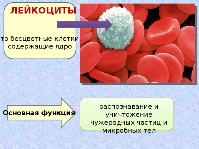 ЛЕЙКОЦИТЫ это бесцветные клетки, содержащие ядро распознавание и уничтожение чужеродных частиц и микробных тел Основная функция 