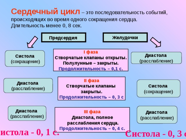 Сердечный цикл – это последовательность событий, происходящих во время одного сокращения сердца.  Длительность менее 0, 8 сек. Желудочки Предсердия  I фаза Створчатые клапаны открыты. Полулунные – закрыты. Продолжительность – 0,1 с. Систола  (сокращение)  Диастола  (расслабление) II фаза Створчатые клапаны закрыты. Продолжительность – 0, 3 с Диастола  (расслабление) Систола (сокращение) Диастола   Диастола  (расслабление) (расслабление) III фаза Диастола, полное  расслабления сердца. Продолжительность – 0, 4 с. Систола - 0, 1 с. Диастола - 0, 7 с. Систола - 0, 3 с. Дистола - 0, 5 с. 