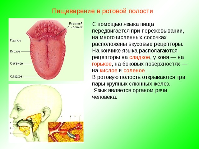 Пищеварение в ротовой полости С помощью языка пища передвигается при пережевывании, на многочисленных сосочках расположены вкусовые рецепторы. На кончике языка располагаются рецепторы на сладкое , у коня — на горькое , на боковых поверхностях — на кислое и соленое . В ротовую полость открываются три пары крупных слюнных желез.  Язык является органом речи человека. 
