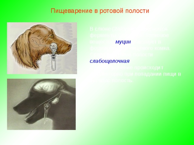 Пищеварение в ротовой полости В слюне (2л/сутки) содержатся ферменты Слизистое белковое вещество муцин участвует в формировании пищевого комка. Среда в ротовой полости слабощелочная . Слюноотделение происходит рефлекторно при попадании пищи в ротовую полость. 