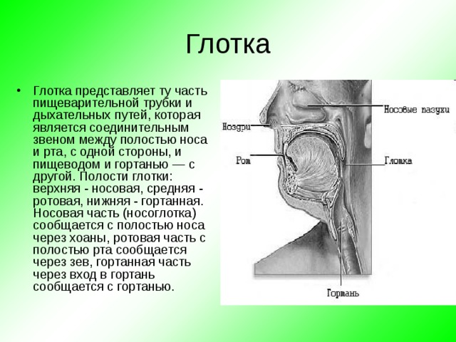 Глотка Глотка представляет ту часть пищеварительной трубки и дыхательных путей, которая является соединительным звеном между полостью носа и рта, с одной стороны, и пищеводом и гортанью — с другой. Полости глотки: верхняя - носовая, средняя - ротовая, нижняя - гортанная. Носовая часть (носоглотка) сообщается с полостью носа через хоаны, ротовая часть с полостью рта сообщается через зев, гортанная часть через вход в гортань сообщается с гортанью. 