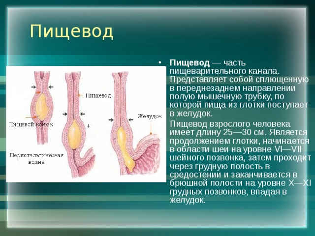 Пищевод Пищевод — часть пищеварительного канала. Представляет собой сплющенную в переднезаднем направлении полую мышечную трубку, по которой пища из глотки поступает в желудок. Пищевод взрослого человека имеет длину 25—30 см. Является продолжением глотки, начинается в области шеи на уровне VI—VII шейного позвонка, затем проходит через грудную полость в средостении и заканчивается в брюшной полости на уровне X—XI грудных позвонков, впадая в желудок. 