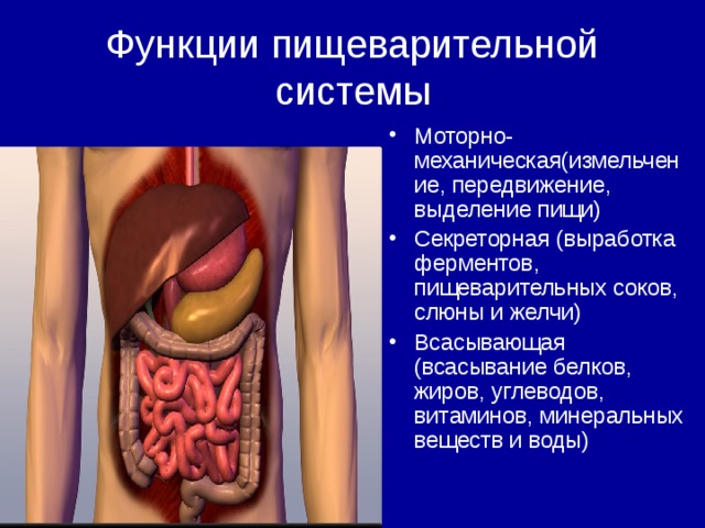 Функции пищеварительной системы Моторно-механическая(измельчение, передвижение, выделение пищи) Секреторная (выработка ферментов, пищеварительных соков, слюны и желчи) Всасывающая (всасывание белков, жиров, углеводов, витаминов, минеральных веществ и воды)  