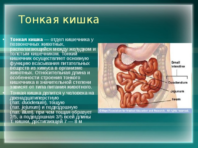 Тонкая кишка Тонкая кишка  — отдел кишечника у позвоночных животных, располагающийся между желудком и толстым кишечником. Тонкий кишечник осуществляет основную функцию всасывания питательных веществ из химуса в организме животных. Относительная длина и особенности строения тонкого кишечника в значительной степени зависят от типа питания животного. Тонкая кишка делится у человека на двенадцатиперстную (лат.  duodenum ), тощую (лат.  jejunum ) и подвздошную (лат.  ilium ), при чем тощая образует 2/5, a подвздошная 3/5 всей длины Т. кишки, достигающей 7 — 8 м 