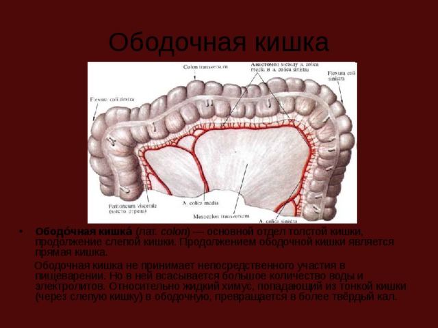 Ободочная кишка Ободо́чная кишка́ (лат.  colon ) — основной отдел толстой кишки, продолжение слепой кишки. Продолжением ободочной кишки является прямая кишка.  Ободочная кишка не принимает непосредственного участия в пищеварении. Но в ней всасывается большое количество воды и электролитов. Относительно жидкий химус, попадающий из тонкой кишки (через слепую кишку) в ободочную, превращается в более твёрдый кал. 