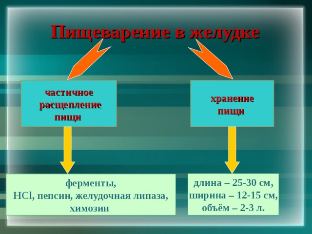 Пищеварение в желудке частичное  расщепление пищи хранение пищи длина – 25-30 см, ширина – 12-15 см, объём – 2-3 л. ферменты, HCl , пепсин, желудочная липаза, химозин 