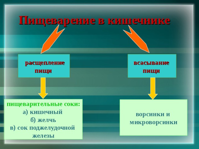 Пищеварение в кишечнике  расщепление пищи всасывание пищи пищеварительные соки: а) кишечный б) желчь в) сок поджелудочной железы ворсинки и микроворсинки 
