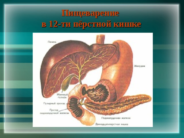 Пищеварение  в 12-ти пёрстной кишке 