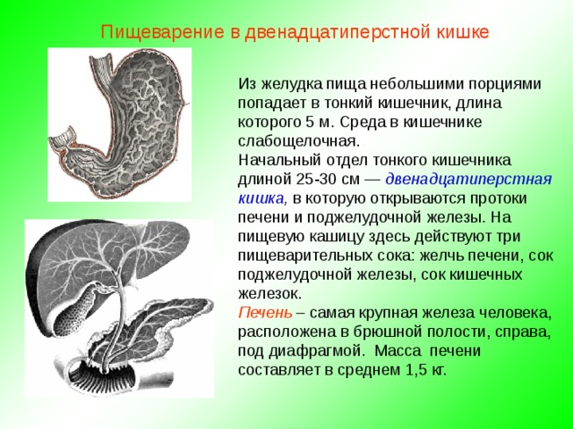 Пищеварение в двенадцатиперстной кишке Из желудка пища небольшими порциями попадает в тонкий кишечник, длина которого 5 м. Среда в кишечнике слабощелочная. Начальный отдел тонкого кишечника длиной 25-30 см — двенадцатиперстная кишка , в которую открываются протоки печени и поджелудочной железы. На пищевую кашицу здесь действуют три пищеварительных сока: желчь печени, сок поджелудочной железы, сок кишечных железок. Печень  – самая крупная железа человека, расположена в брюшной полости, справа, под диафрагмой. Масса печени составляет в среднем 1,5 кг. 