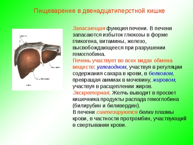 Пищеварение в двенадцатиперстной кишке Запасающая функция печени. В печени запасаются избыток глюкозы в форме гликогена, витамины, железо, высвобождающееся при разрушении гемоглобина. Печень участвует во всех видах обмена веществ : углеводном , участвуя в регуляции содержания сахара в крови, в белковом , превращая аммиак в мочевину, жировом , участвуя в расщеплении жиров. Экскреторная . Желчь выводит в просвет кишечника продукты распада гемоглобина (билирубин и биливердин). В печени синтезируются белки плазмы крови, в частности протромбин, участвующий в свертывании крови. 