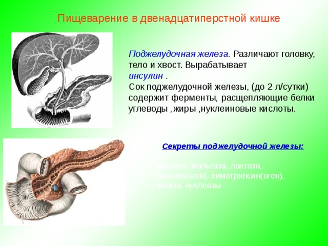Пищеварение в двенадцатиперстной кишке Поджелудочная железа . Различают головку, тело и хвост. Вырабатывает инсулин .  Сок поджелудочной железы, (до 2 л/сутки) содержит ферменты , расщепляющие  белки углеводы , жиры ,нуклеиновые кислоты. Секреты поджелудочной железы:  амилаза, мальтаза, лактаза, трипсин(оген), химотрипсин(оген), липаза, нуклеазы 