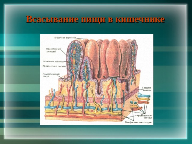 Всасывание пищи в кишечнике 